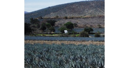 El Tiempo en el Tequila